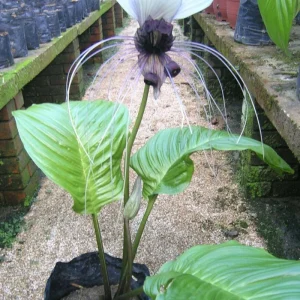 White Tacca Bat Flower Live Plant – 4 inch Tall Starter – Rare Tropical, Shade Loving - Image 4