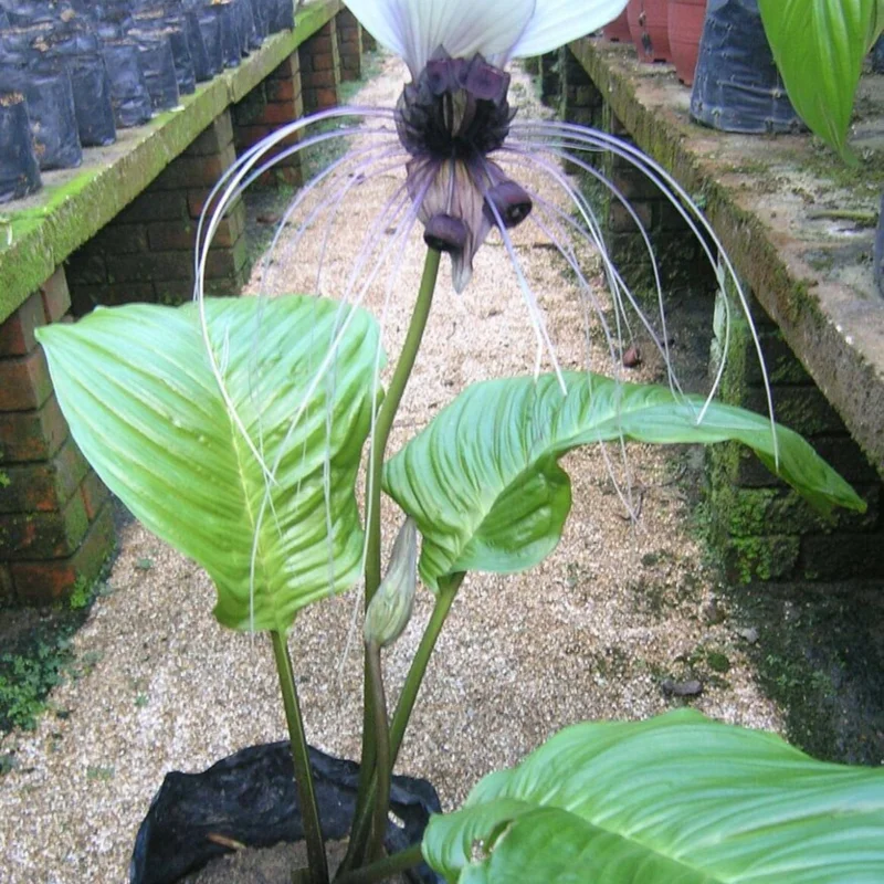 White Tacca Bat Flower Live Plant – 4 inch Tall Starter – Rare Tropical, Shade Loving - Image 4