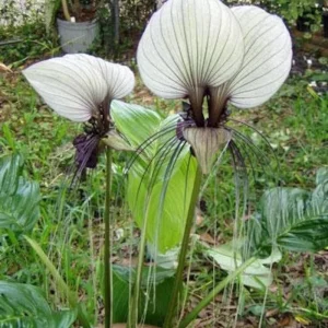 White Tacca Bat Flower Live Plant – 4 inch Tall Starter – Rare Tropical, Shade Loving - Image 5