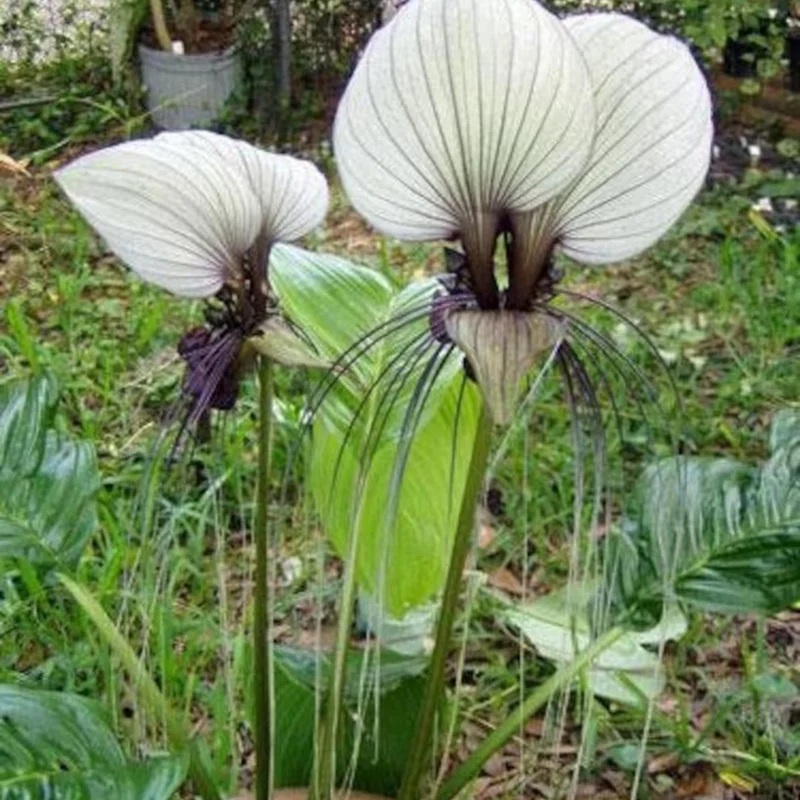 White Tacca Bat Flower Live Plant – 4 inch Tall Starter – Rare Tropical, Shade Loving - Image 5