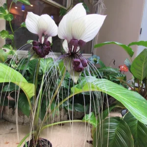 White Tacca Bat Flower Live Plant – 4 inch Tall Starter – Rare Tropical, Shade Loving - Image 7