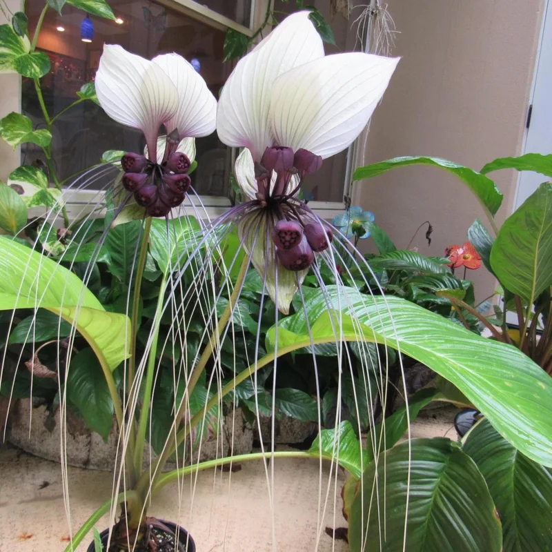 White Tacca Bat Flower Live Plant – 4 inch Tall Starter – Rare Tropical, Shade Loving - Image 7
