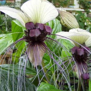 White Tacca Bat Flower Live Plant – 4 inch Tall Starter – Rare Tropical, Shade Loving - Image 8