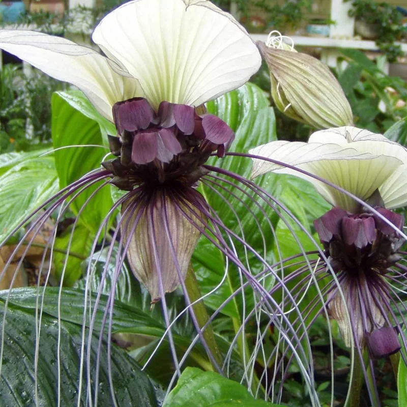 White Tacca Bat Flower Live Plant – 4 inch Tall Starter – Rare Tropical, Shade Loving - Image 8