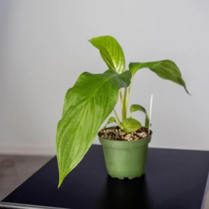 White Tacca Bat Flower Live Plant – 4 inch Tall Starter – Rare Tropical, Shade Loving - Image 1