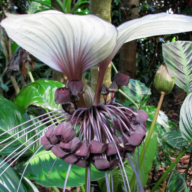 White Tacca Bat Flower Live Plant – 4 inch Tall Starter – Rare Tropical, Shade Loving - Image 9