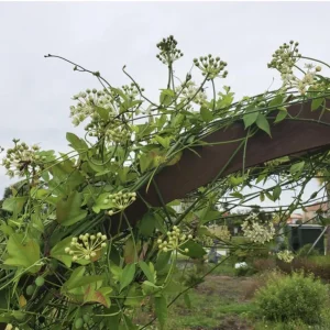 White Twine Vine Milkweed Live Plant - Funastrum clausum - Pack of 2 - Outdoor Butterfly Host - Image 2