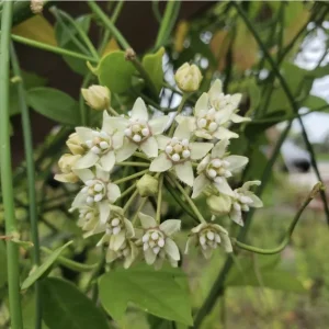 White Twine Vine Milkweed Live Plant - Funastrum clausum - Pack of 2 - Outdoor Butterfly Host - Image 3