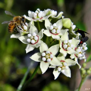 White Twine Vine Milkweed Live Plant - Funastrum clausum - Pack of 2 - Outdoor Butterfly Host - Image 1