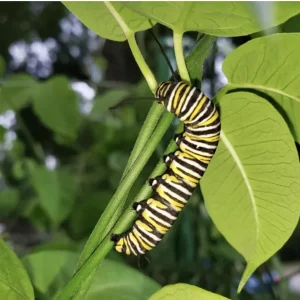 White Twine Vine Milkweed Live Plant - Funastrum clausum - Pack of 2 - Outdoor Butterfly Host - Image 4
