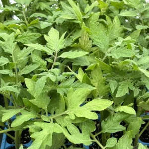 Whopper Tomato Live Plants - 2 Pack, 6-10 inches Tall, 60+ Days Old, Indeterminate - Image 1