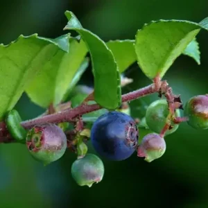 Wild Huckleberry Live Plant – 1.5in Pot – Edible Outdoor Berry Bush - Image 2