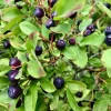 Wild Huckleberry Live Plant – 1.5in Pot – Edible Outdoor Berry Bush - Image 1