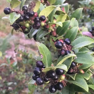 Wild Huckleberry Live Plant – 3in Pot – Edible Berries – Outdoor Shrub - Image 1