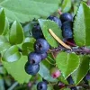 Wild Huckleberry Live Plant – 4in Pot – Edible Berries Outdoor Shrub - Image 1