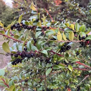 Wild Huckleberry Live Plant – 4in Pot – Edible Berries Outdoor Shrub - Image 3