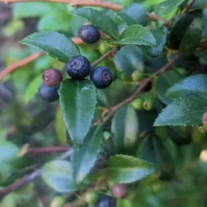 Wild Huckleberry Live Plant, 5 inch Pot, Edible Fruit Shrub, Outdoor - Image 3