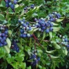 Wild Huckleberry Live Plant, 5 inch Pot, Edible Fruit Shrub, Outdoor - Image 1