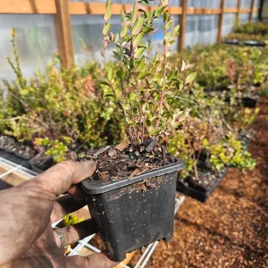Wild Huckleberry Live Plant – 5in Pot – Edible Berries – Outdoor Shrub - Image 3