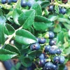 Wild Huckleberry Live Plant – 5in Pot – Edible Berries – Outdoor Shrub - Image 1