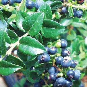 Wild Huckleberry Live Plant – 5in Pot – Edible Berries – Outdoor Shrub - Image 1