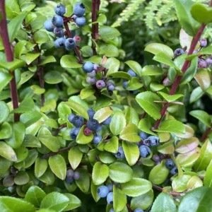 Wild Huckleberry Live Plant 6
