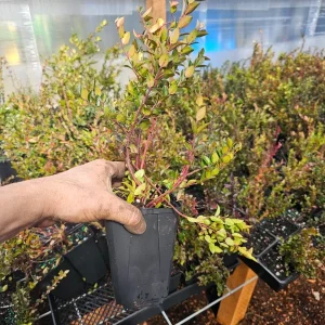 Wild Huckleberry Live Plant 6