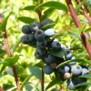 Wild Huckleberry Live Plant 6" Pot - Vaccinium Ovatum Evergreen Berry Shrub Outdoor - Image 1