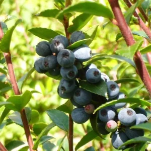 Wild Huckleberry Live Plant 6