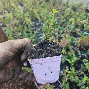 Wild Huckleberry Live Plant – Set of 2 – 3in Pot – Outdoor Berry Bush - Image 2