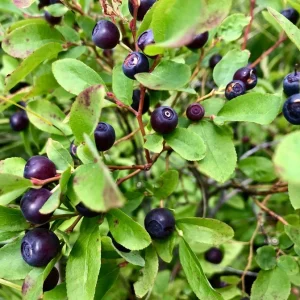 Wild Huckleberry Live Plant – Set of 2 – 3in Pot – Outdoor Berry Bush - Image 1