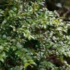 Wild Huckleberry Live Plant – Set of 2 – 4 inch Pot – Outdoor Fruit Shrub - Image 1