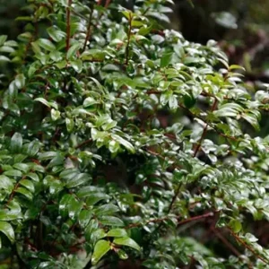 Wild Huckleberry Live Plant – Set of 2 – 4 inch Pot – Outdoor Fruit Shrub - Image 1