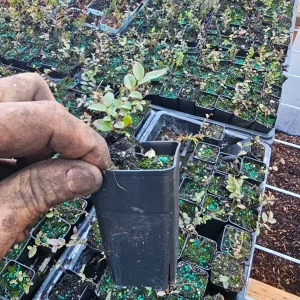 Wild Huckleberry Live Plant – Set of 2 Small 1.5in Potted Bushes – Outdoor Edible Berries - Image 2