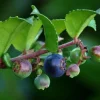 Wild Huckleberry Live Plant – Set of 2 Small 1.5in Potted Bushes – Outdoor Edible Berries - Image 1