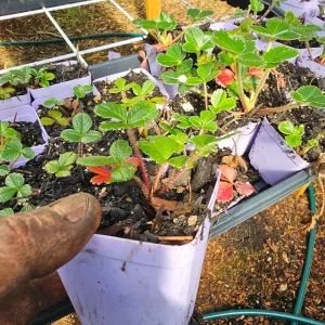 Wild Strawberry Live Plant – 3 inch Pot – Edible Groundcover - Image 2