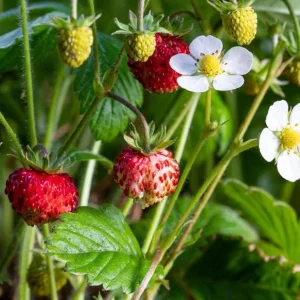Wild Strawberry Live Plant – 3 inch Pot – Edible Groundcover - Image 3