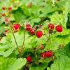 Wild Strawberry Live Plant – 3 inch Pot – Edible Groundcover - Image 1