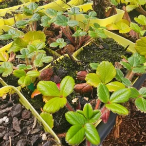 Wild Strawberry Live Plant Set - 2 Plants - Edible Groundcover & Berries - Image 2