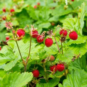 Wild Strawberry Live Plant Set - 2 Plants - Edible Groundcover & Berries - Image 3