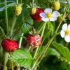 Wild Strawberry Live Plant Set - 2 Plants - Edible Groundcover & Berries - Image 1