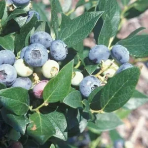 Windsor Southern Highbush Blueberry Live Plant - Starter 4-6 inch Tall - Image 1