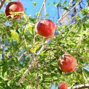 Wonderful Pomegranate Live Plant - 6 inch Nursery Pot - Edible Fruit Tree - Image 3