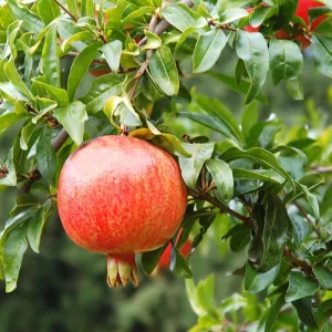 Wonderful Pomegranate Live Plant - 6 inch Nursery Pot - Edible Fruit Tree - Image 4