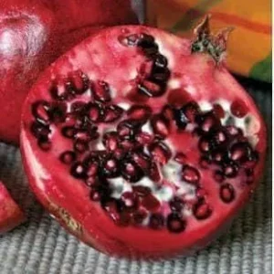 Wonderful Pomegranate Live Plant - 6 inch Nursery Pot - Edible Fruit Tree - Image 1