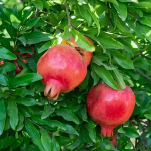 Wonderful Pomegranate Live Plant – Edible Fruit Tree – 4 inch Tall – Outdoor - Image 2