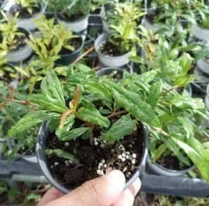 Wonderful Pomegranate Live Plant – Edible Fruit Tree – 4 inch Tall – Outdoor - Image 1