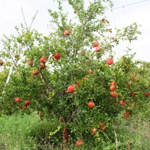 Wonderful Pomegranate Live Plant – Edible Fruit Tree – 4 inch Tall – Outdoor - Image 5