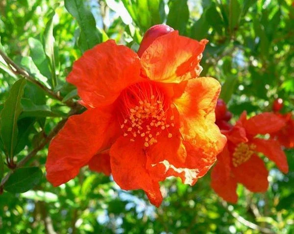Wonderful Pomegranate Live Plant - Punica granatum - Edible Fruit, Deciduous, 6.5 in Tall - Image 3