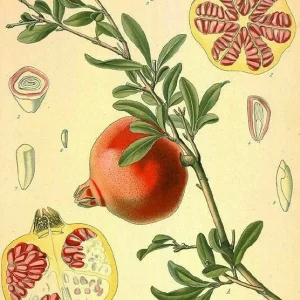 Wonderful Pomegranate Live Plant - Punica granatum - Edible Fruit, Deciduous, 6.5 in Tall - Image 4